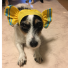マイロ🧀🐶