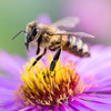 ハニードロップ🐝🍬