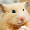 🌈😀ぶっきんぐ🐹𓆟(ミックマTシャツ🎪)