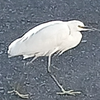 よねっち