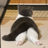 こうや