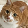 にゃん