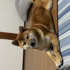 🐕 ͗ ͗しゅうパパ🐕 ͗ ͗