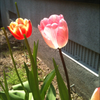ちゅり🌷