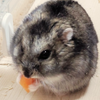 チョコ