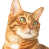 猫娘