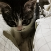 琥珀