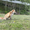 すけろく🦊🌾
