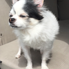天使になったソラ