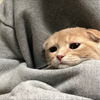 めい