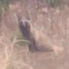 モシン