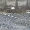 ハマネコ