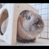べべのすけ(チームるりぴーズ)