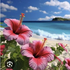 ちゃんぽん🌴🌺