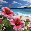 ちゃんぽん🌴🌺