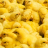 からあげくん🐤🥧