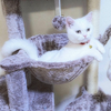 🐈❤️ベルmam🔥🦖