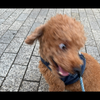 にごたん🐶🐾