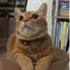つな