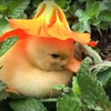 ひらちゃん