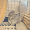 ハリネズミ