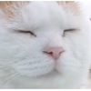 みーの