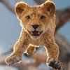 獅子王🦁👑