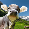いつかはスイス🇨🇭📯🐐🏔️