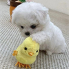 ひな