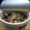 きなこもち