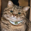 ぽんぽこ