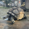 アルダブラゾウガメ
