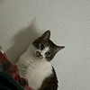 きのてぃん 