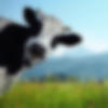    🐄🐄 🐄ཽ   