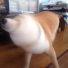 さもしーぬ