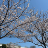 もちきち