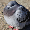 太った鳩を見るのがスゴい好き