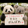 🍯🎈ホルクハイマー🐼🩶