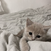 まりりん 