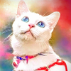 🐈‍⬛ ͗💎ゆかりん家の白猫さん    