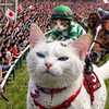 🐈‍⬛⋆💎スナフキン🏍🩵はんめ隊 🪐‪🪭