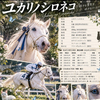 🐈‍⬛⋆💎ユカリノシロネコ🏍🩵はんめ隊 