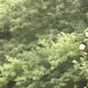 ぴぴ