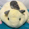 ハムお