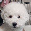 白いからあげ