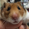 ハム🐹