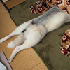 とおる