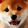 ネコ🐾ฅ(*‎´꒳`*ฅ)ꪆ