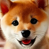 ᓚᘏᗢネコ ᗢᘏᓗ