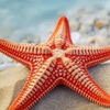 海星(ひとで)